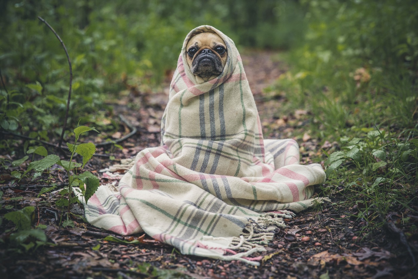 Pug dog wrapped in a blanket in the woods
