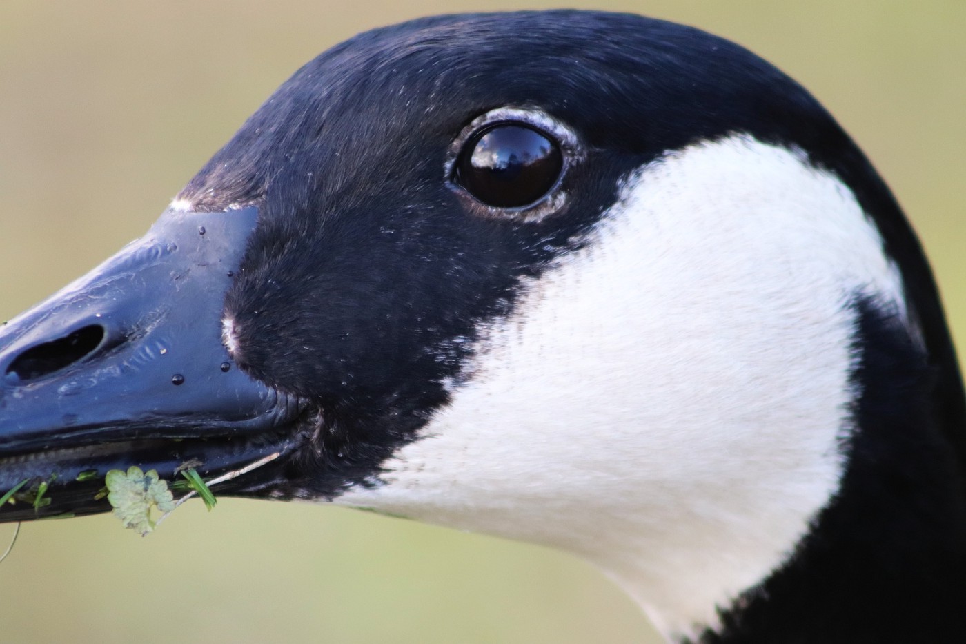 Closeup photo of Canada goose’s black and white head.