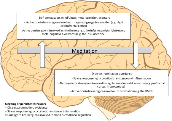 The Lasting Impact of Mindfulness: Findings from Neuroscience