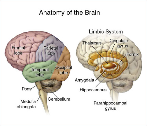 The Science That Explains Why Certain Brains Find Pleasure in Fear